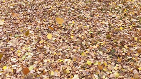 Autumn background with fallen leaves. Stock Footage 164913322