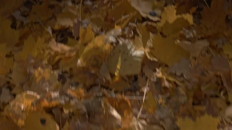 Autumn background fallen leaves pattern moving backward Stock Footage 96681370