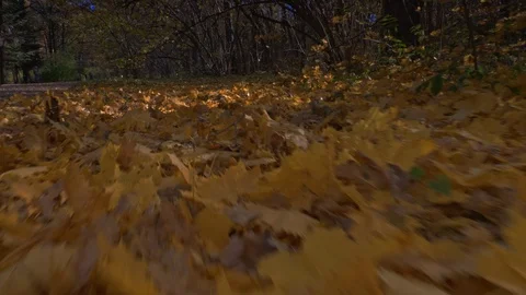 Autumn background fallen leaves pattern moving forward Video stock 96682011