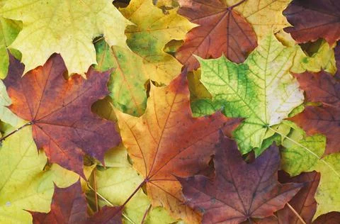 Autumn, a background of fallen multi-colored maple leaves lie on the grass Stock Photos