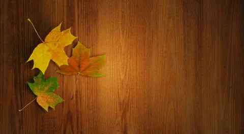 Autumn background. flat simple design. maple leaves fall on the wooden backgr Stock Photos