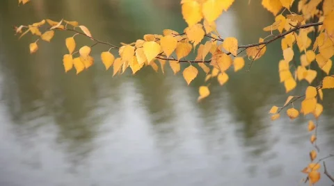 Autumn background Video stock 583542