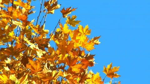 Autumn Background Stockbeeldmateriaal 852989