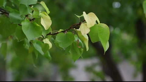 Autumn background Видео 10600161