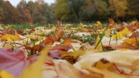 Autumn background Stock Footage 69269974