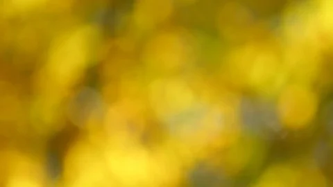 Autumn background Stock Footage 81492370