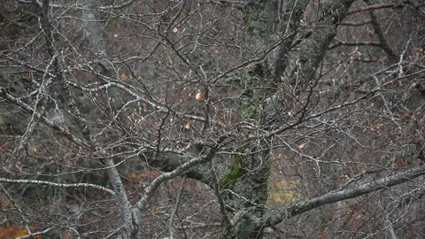 Autumn background Stock Footage 119267510