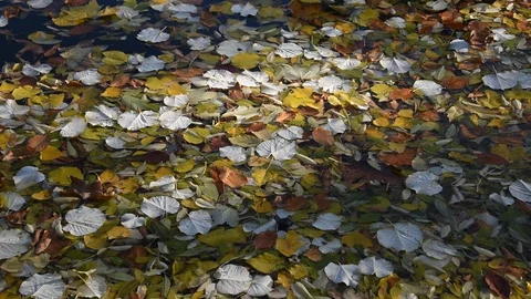 Autumn background Stock Footage 120147901
