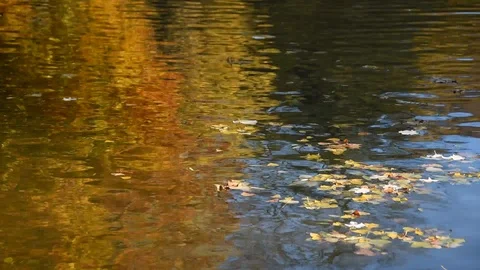 Autumn background Stock Footage 120168896