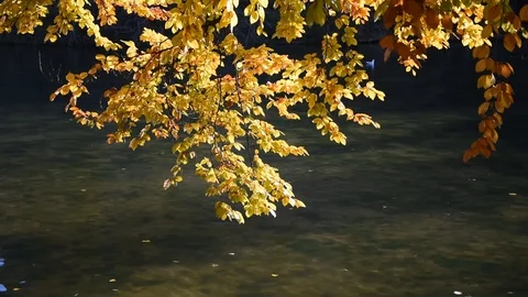 Autumn background Stock Footage 120169081