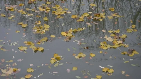 Autumn background Stock Footage 120354025