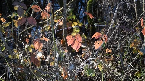 Autumn background Stock Footage 121727793
