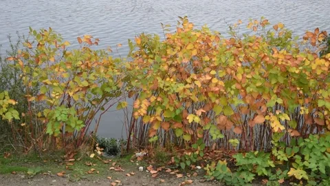 Autumn background Stock Footage 141312480