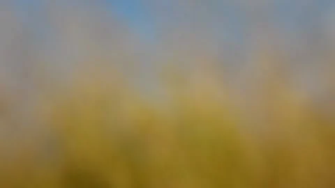 Autumn background Video stock 141588934