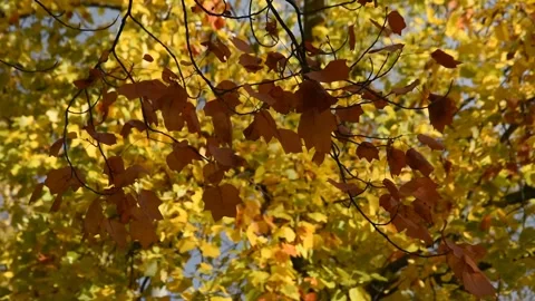 Autumn background Stock Footage 141619936