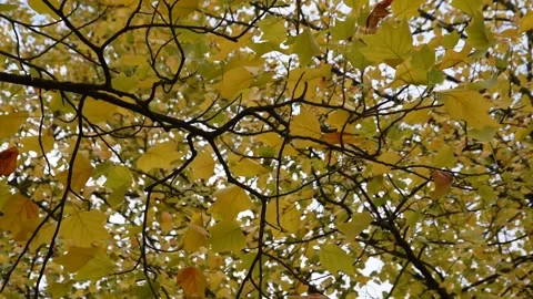 Autumn background Stock Footage 141647745