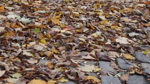 Autumn background Stock Footage 141650440