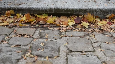 Autumn background Stock Footage 141731135