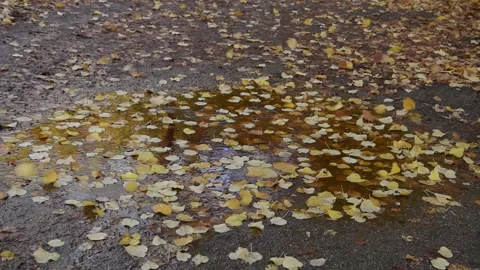 Autumn background Stock Footage 141732450