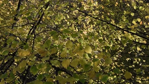 Autumn background Stock Footage 141735478