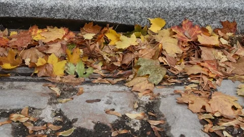 Autumn background Stock Footage 141875750