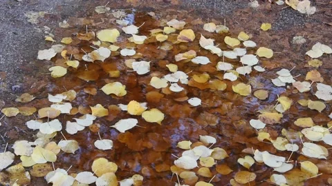 Autumn background Stock Footage 141876060