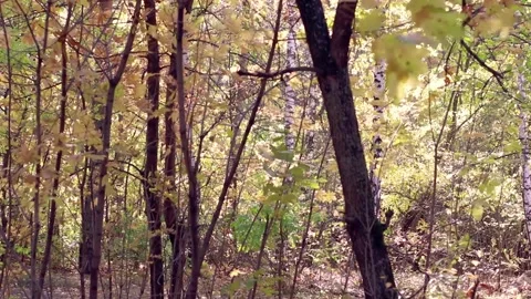 Autumn background Stock Footage 142000006