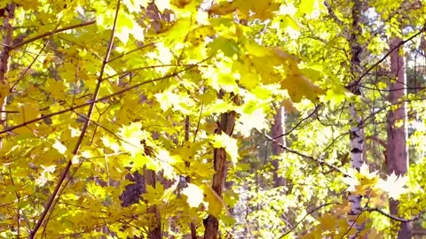 Autumn background Stock Footage 142000014