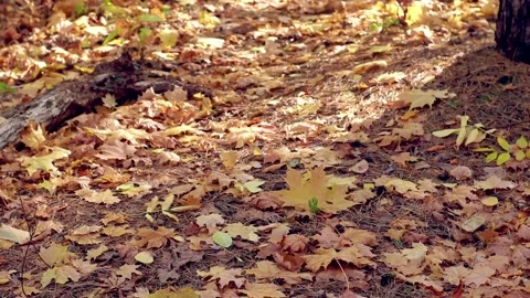 Autumn background Stock Footage 142000379