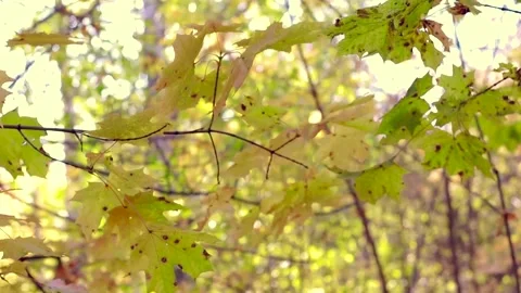 Autumn background Stock Footage 142001823