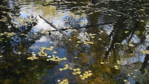 Autumn background Stock Footage 142307876