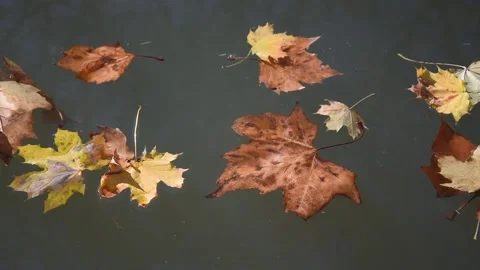 Autumn background Stock Footage 142406568