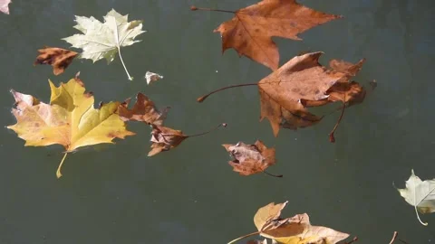 Autumn background Stock Footage 142604213