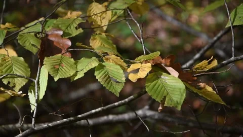 Autumn background Stock Footage 142648318