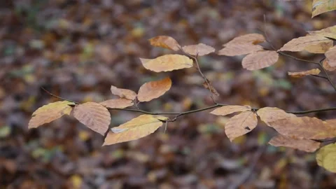 Autumn background Stock Footage 142648730