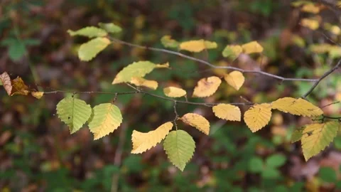Autumn background Stock Footage 142689587
