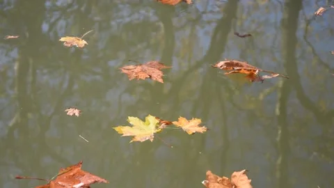 Autumn background Stock Footage 142900862