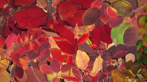 Autumn Background Stock Footage 201312439