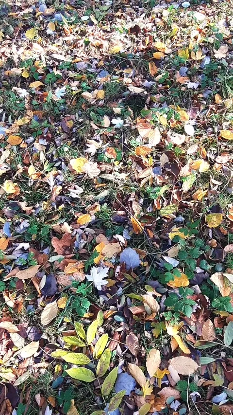 Autumn background Stock Footage 276385616
