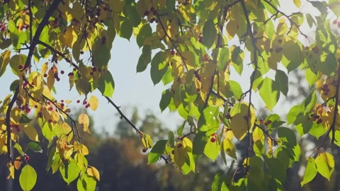 Autumn background. Stock Footage 312912089