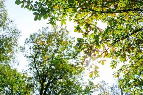 Autumn background forest with maple red yellow leaves 库存照片