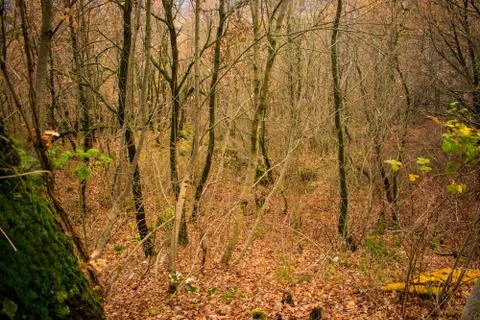 Autumn background in the forest Stock Photos