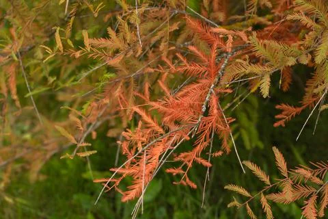 Autumn background in the forest Stock Photos