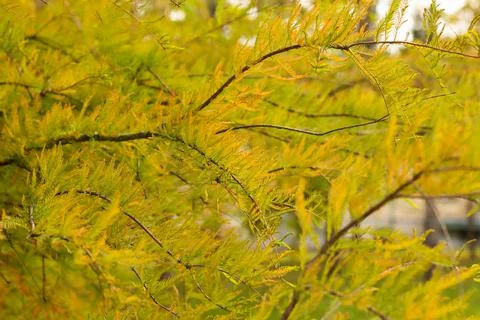 Autumn background in the forest Stock Photos