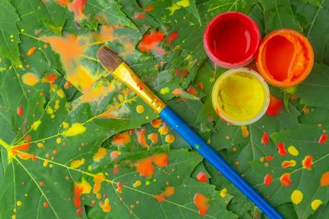 Autumn background, green maple leaves begin to turn yellow with splashes of y Stock Photos