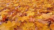 Autumn Background. The Ground Is Covered With Yellow And Brown Maple Foliage Stock Footage
