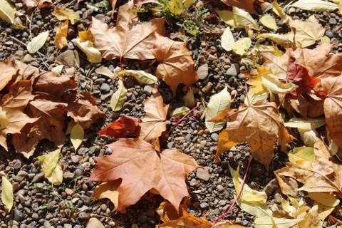 Autumn background image Stock Photos