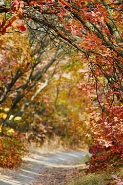 Autumn background image Stock Photos