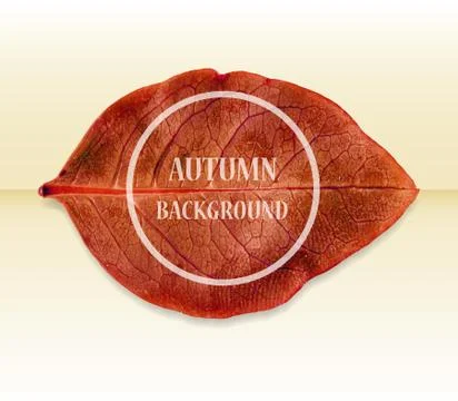 Autumn background with leaf. Vector illustration. Eps 10. Stock Illustration