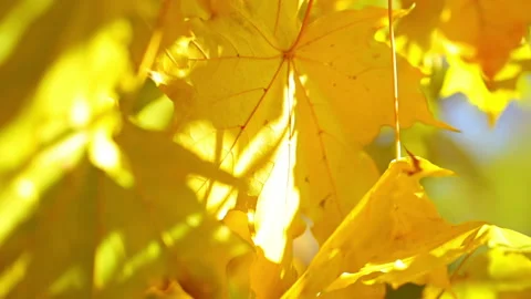 Autumn Background with Leaves 動画素材 106452845